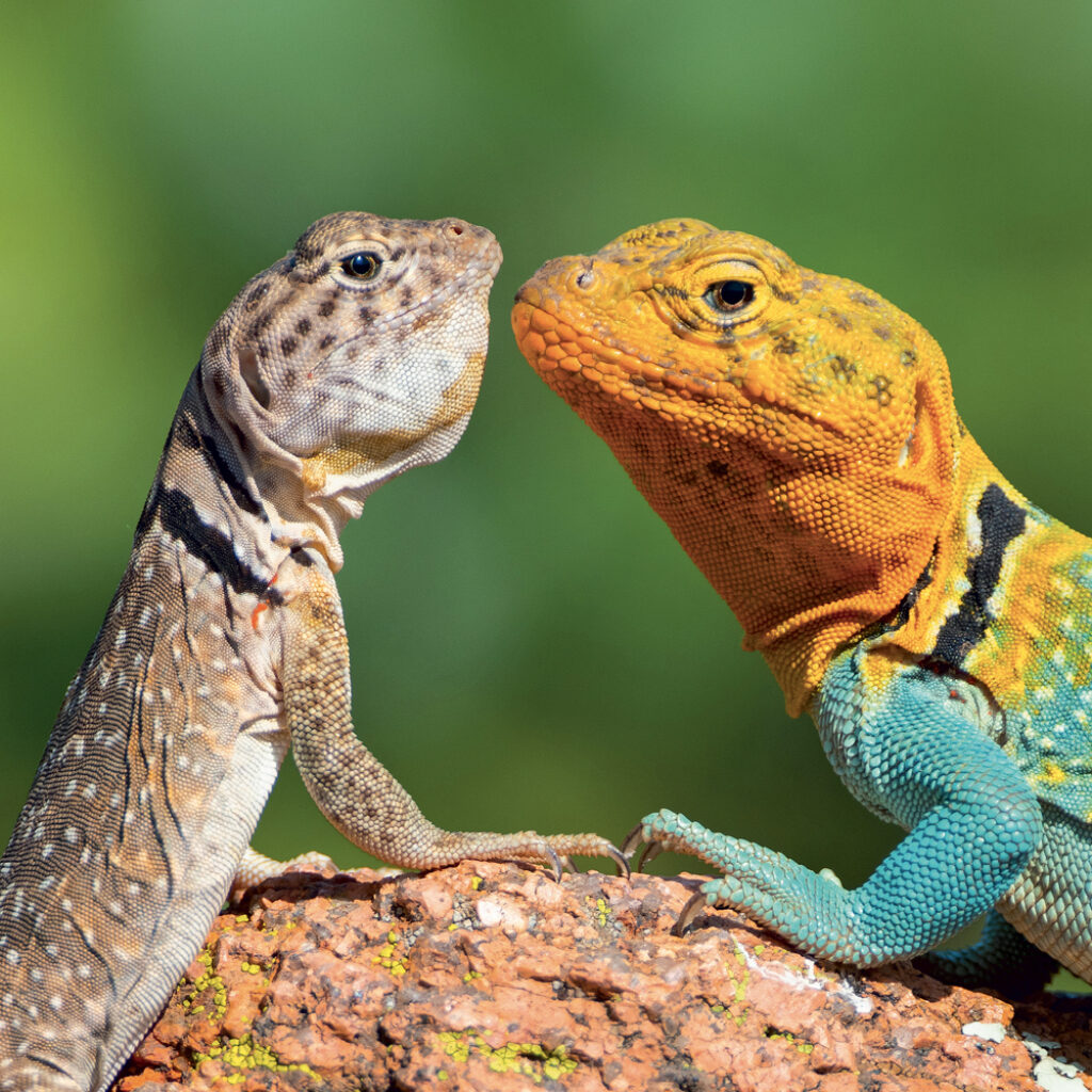 NOTIQUE Grid calendar Lizards 2027, 30 x 30 cm – Obrázok 4