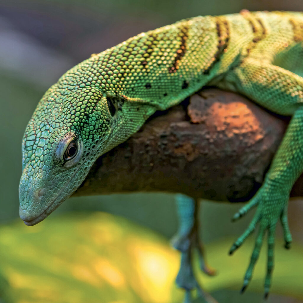 NOTIQUE Grid calendar Lizards 2027, 30 x 30 cm – Obrázok 5