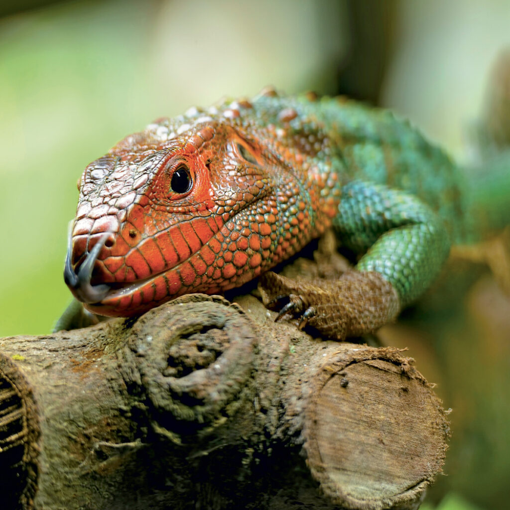 NOTIQUE Grid calendar Lizards 2027, 30 x 30 cm – Obrázok 6