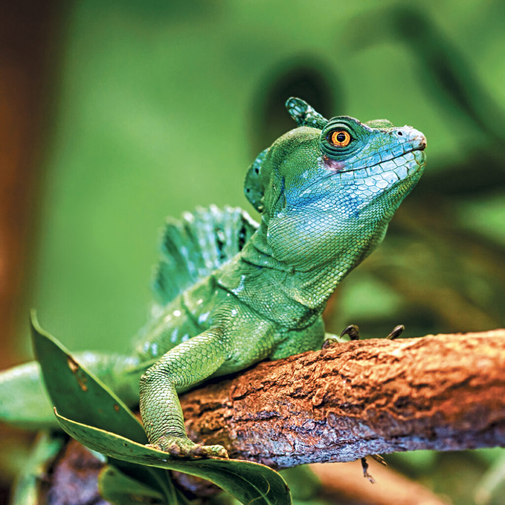 NOTIQUE Grid calendar Lizards 2027, 30 x 30 cm – Obrázok 11