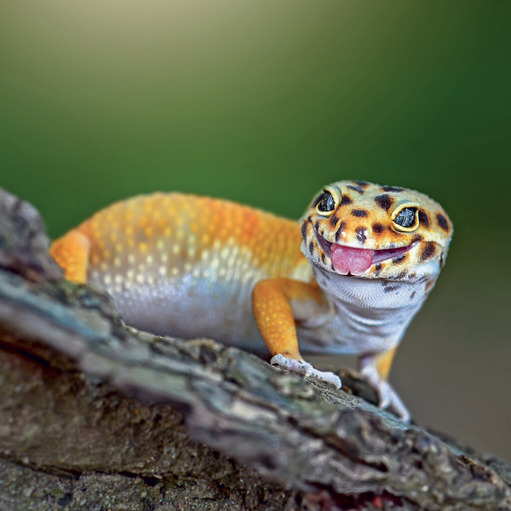 NOTIQUE Grid calendar Lizards 2027, 30 x 30 cm – Obrázok 12