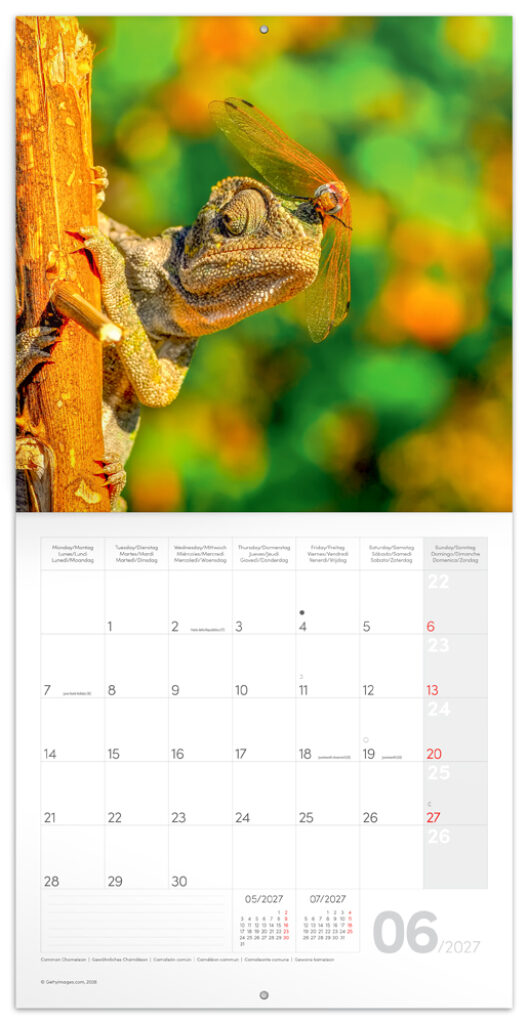 NOTIQUE Grid calendar Lizards 2027, 30 x 30 cm – Obrázok 2